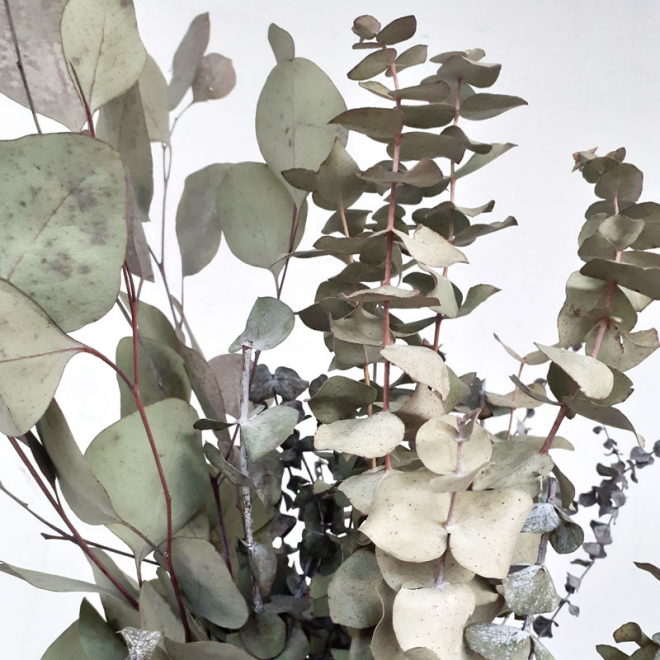 FLEUR SÉCHÉES Petit Macramé Pour Eucalyptus, Fleurs Séchées