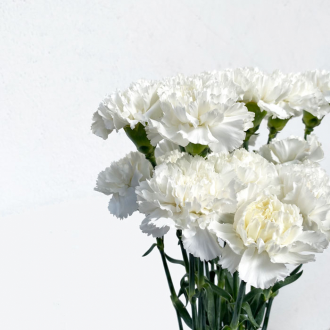 Oeillet Sim Blanc Livraison Fleur Coupee