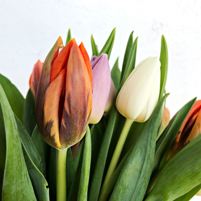 Bouquet Amsterdam De 30 A 50 Tulipes Variees Livraison En 24h