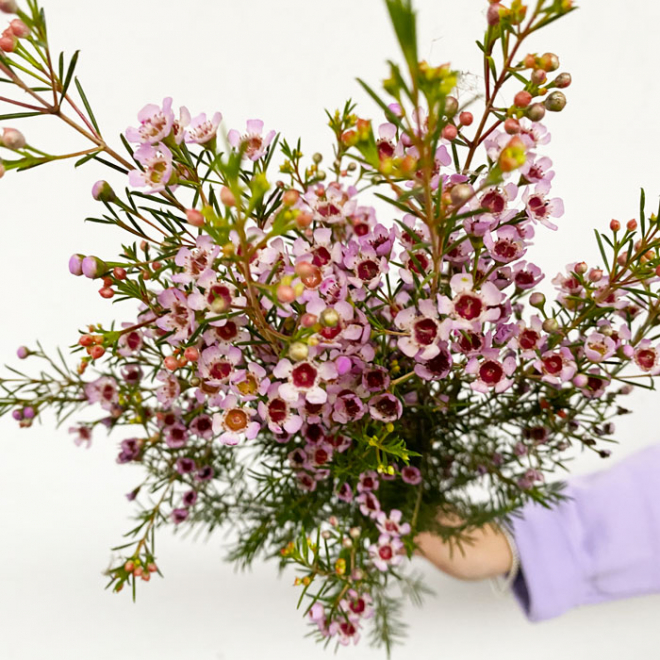 Fleur fraîche coupée à la botte idéale pour des bouquets généreux.