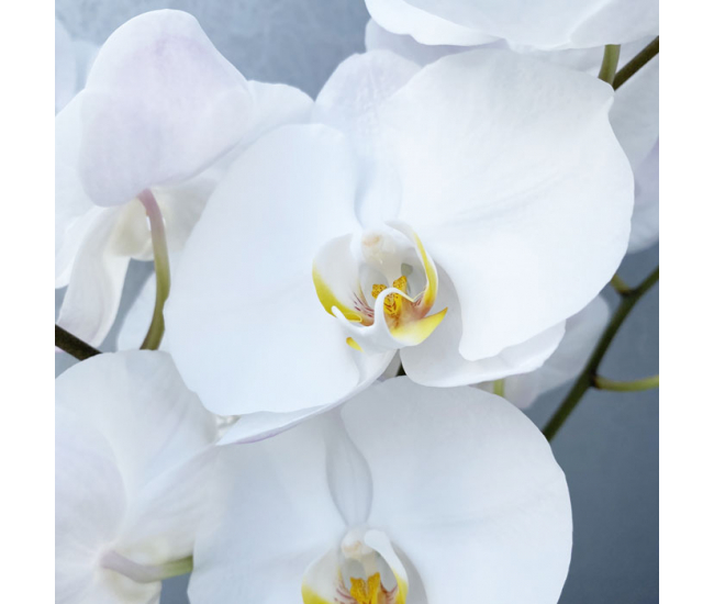 Fleurons d'orchidée phalaénopsis - Livraison orchidée