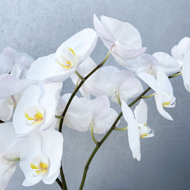 Composition d’orchidée naturelle