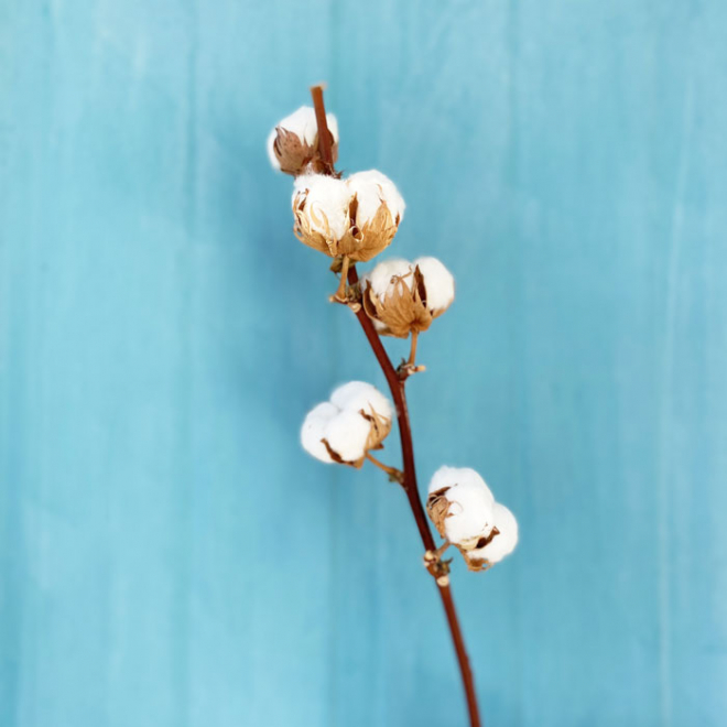 Boule de coton - Fleur de coton vendu par 10 unités