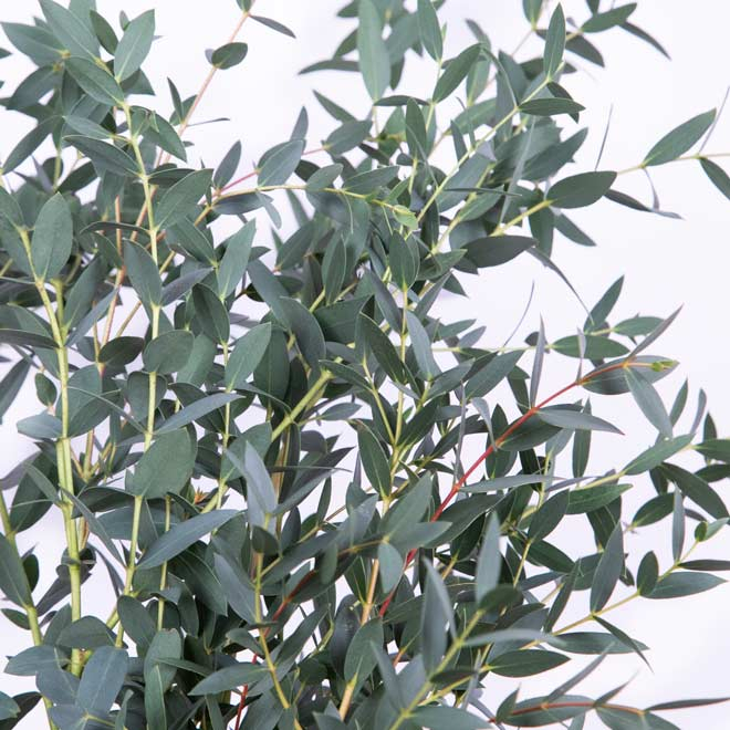 Les fines feuilles de l'eucalyptus parvifolia varois, effet garanti.