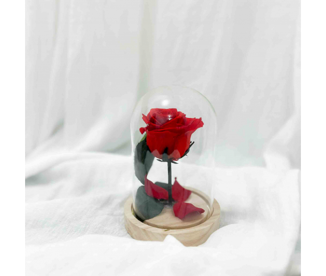 Cloche Belle - Rose rouge sous cloche spéciale Saint-Valentin