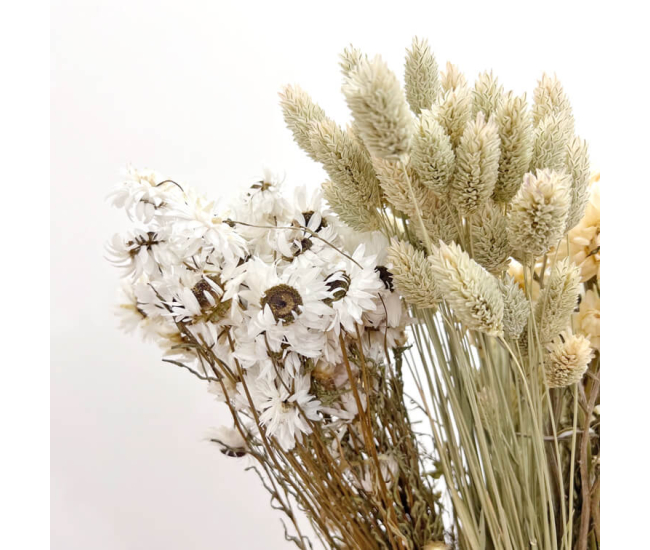 Fleurs séchées coloris blanc lagure : Les fleurs séchées dans la décoration  NATURALYS maison - botanic®