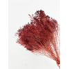 Broom bloom séché rouge foncé (env 100gr.)
