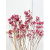 Gypsophile séché fuchsia (5 tiges)