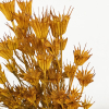 Nigelle orientale séchée jaune (env 100gr.)