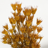 Nigelle orientale séchée jaune (env 100gr.)
