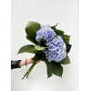 Hortensia bleu clair (5 tiges)