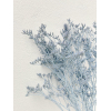 Limonium séché bleu (5 tiges)