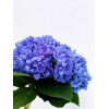 Hortensia bleu foncé (5 tiges)