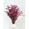 Limonium séché fuchsia (5 tiges)