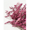 Limonium séché fuchsia (5 tiges)