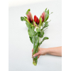 Amaryllis rouge (3 tiges)