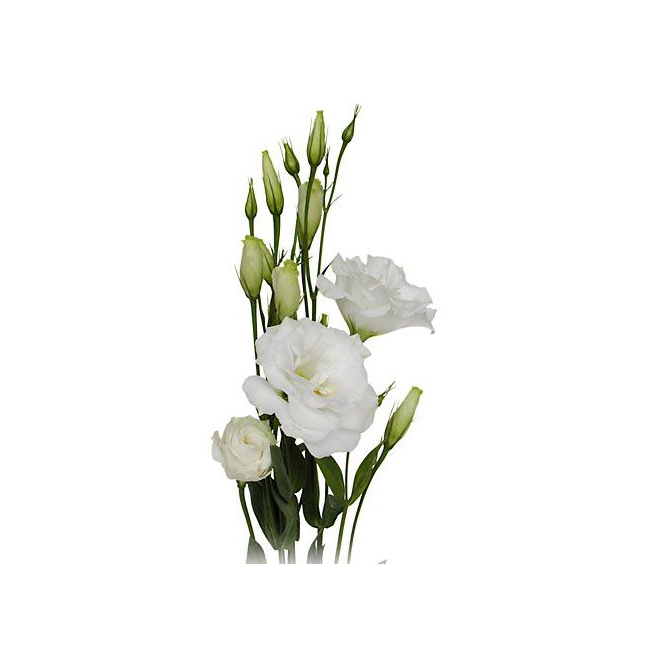 Lisianthus Blanc 10 Tiges