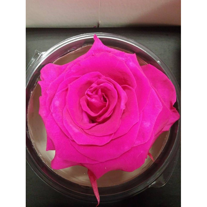  Rose  stabilis e couleur fushia  Fleur naturelle et durable 