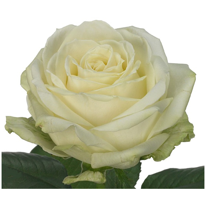 Rose Avalanche Blanche 50 cm - Livraison Roses Blanches