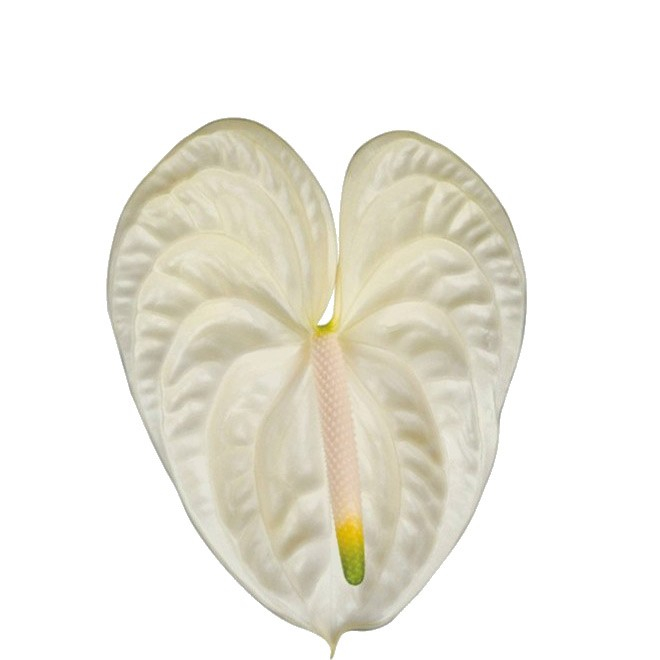 Anthurium Blanc 6 Tiges