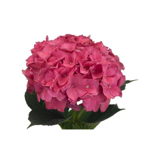 Hortensia Rose Fushia 5 Tiges