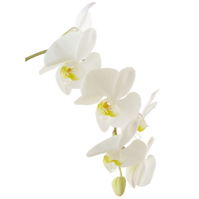 Fleurons D Orchidee Phalaenopsis Livraison Orchidee