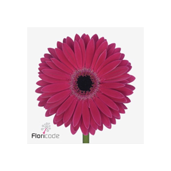 Gerbera Rose Fushia 15 Tiges