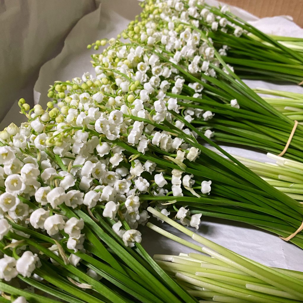 Muguet français